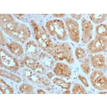 Immunohistochemistry - Anti-MTAP Antibody [MTAP/1813] - BSA and Azide free (A252568) - Antibodies.com