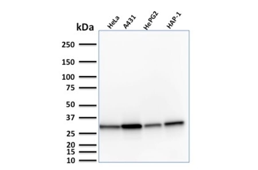 Western Blot - Anti-MTAP Antibody [MTAP/1813] - BSA and Azide free (A252568) - Antibodies.com