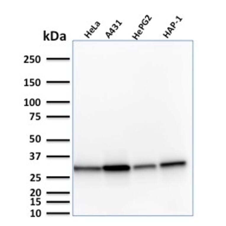 Western Blot - Anti-MTAP Antibody [MTAP/1813] - BSA and Azide free (A252568) - Antibodies.com