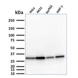 Western Blot - Anti-MTAP Antibody [MTAP/1813] - BSA and Azide free (A252568) - Antibodies.com