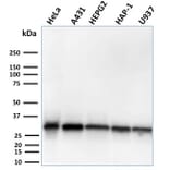 Western Blot - Anti-MTAP Antibody [MTAP/3137R] - BSA and Azide free (A252570) - Antibodies.com