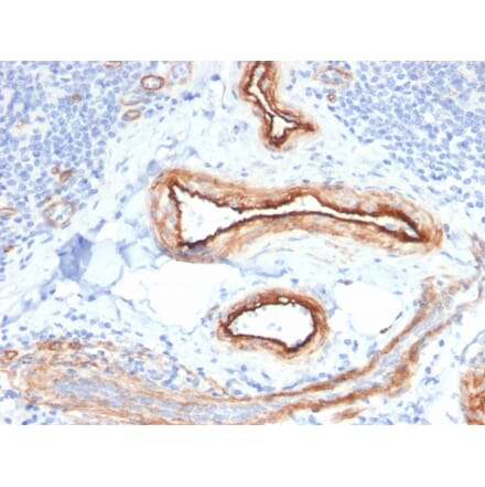 Immunohistochemistry - Anti-MTF1 Antibody [MTF1/2649] - BSA and Azide free (A252570) - Antibodies.com