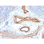 Immunohistochemistry - Anti-MTF1 Antibody [MTF1/2649] - BSA and Azide free (A252570) - Antibodies.com
