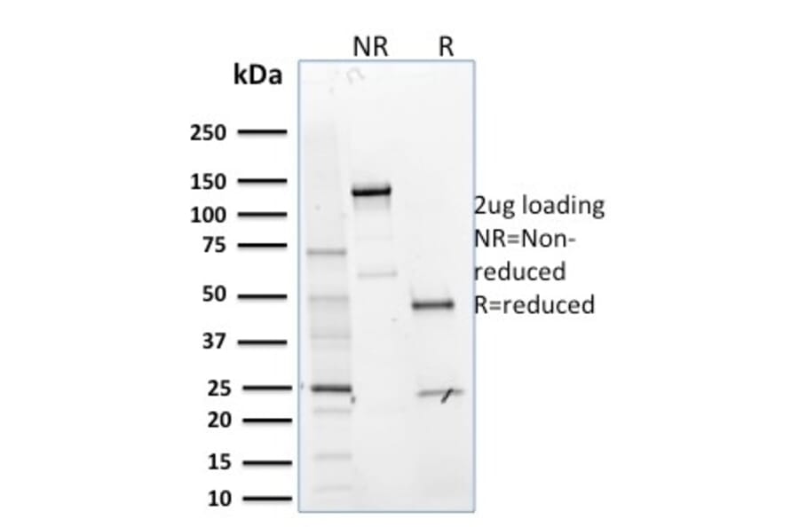 SDS-PAGE - Anti-MTF1 Antibody [MTF1/2649] - BSA and Azide free (A252571) - Antibodies.com