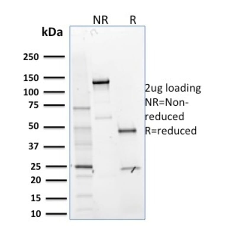 SDS-PAGE - Anti-MTF1 Antibody [MTF1/2649] - BSA and Azide free (A252571) - Antibodies.com