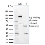SDS-PAGE - Anti-MTF1 Antibody [MTF1/2649] - BSA and Azide free (A252571) - Antibodies.com