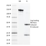 SDS-PAGE - Anti-MUC1 Antibody [VU-11D1] - BSA and Azide free (A249394) - Antibodies.com