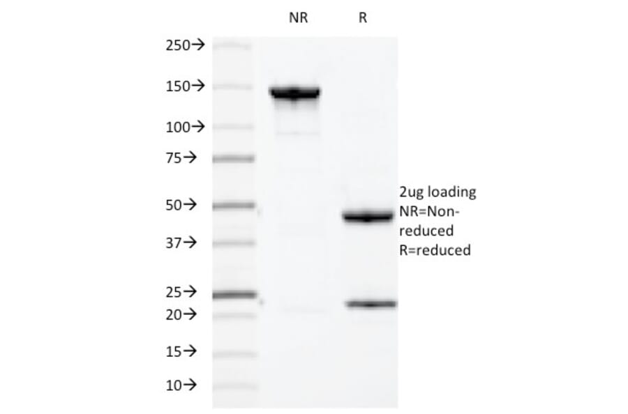 SDS-PAGE - Anti-MUC1 Antibody [HMPV] - BSA and Azide free (A252575) - Antibodies.com