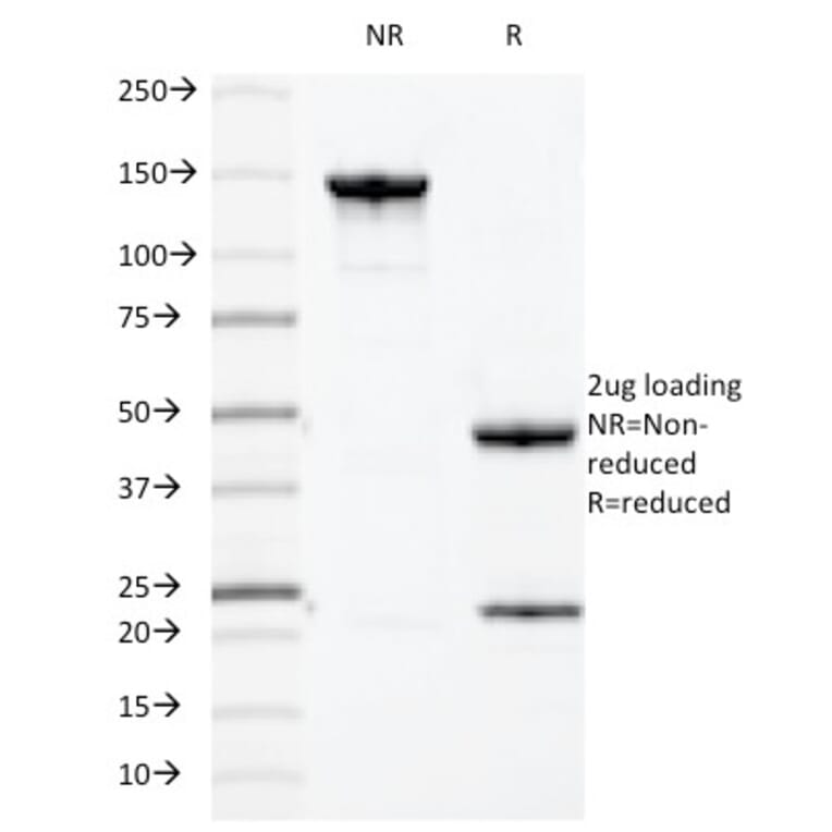 SDS-PAGE - Anti-MUC1 Antibody [HMPV] - BSA and Azide free (A252575) - Antibodies.com