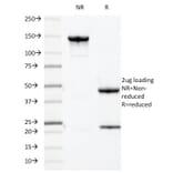 SDS-PAGE - Anti-MUC1 Antibody [HMPV] - BSA and Azide free (A252575) - Antibodies.com