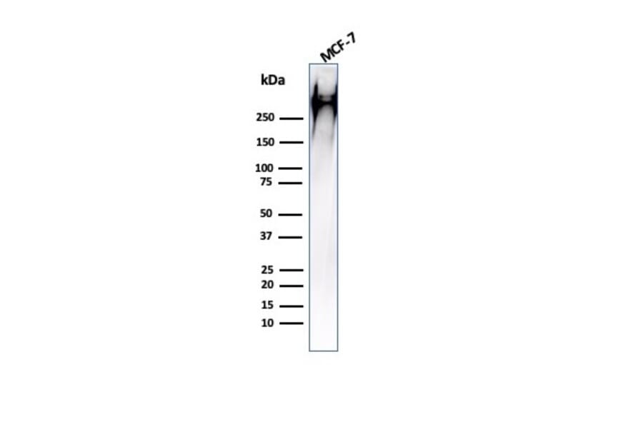 Western Blot - Anti-MUC1 Antibody [HMPV] - BSA and Azide free (A252575) - Antibodies.com