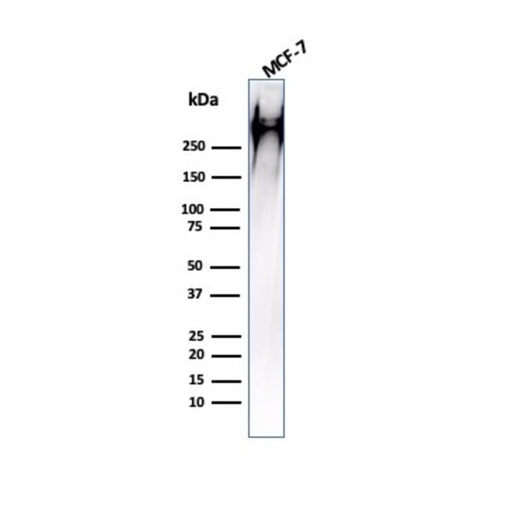 Western Blot - Anti-MUC1 Antibody [HMPV] - BSA and Azide free (A252575) - Antibodies.com