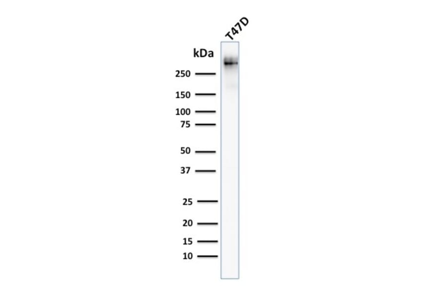 Western Blot - Anti-MUC1 Antibody [MUC1/955] - BSA and Azide free (A252576) - Antibodies.com