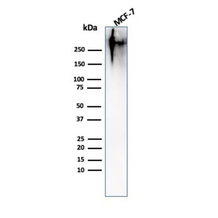 Western Blot - Anti-MUC1 Antibody [MUC1/967] - BSA and Azide free (A252578) - Antibodies.com