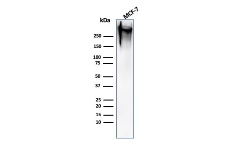 Western Blot - Anti-MUC1 Antibody [MUC1/520] - BSA and Azide free (A252579) - Antibodies.com