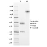 SDS-PAGE - Anti-MUC1 Antibody [GP1.4] - BSA and Azide free (A252580) - Antibodies.com