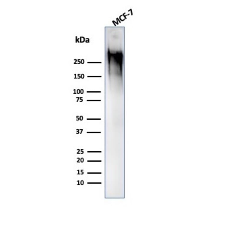 Western Blot - Anti-MUC1 Antibody [GP1.4] - BSA and Azide free (A252580) - Antibodies.com