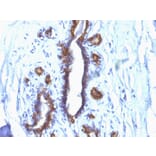 Immunohistochemistry - Anti-MUC1 Antibody [SPM132] - BSA and Azide free (A252580) - Antibodies.com