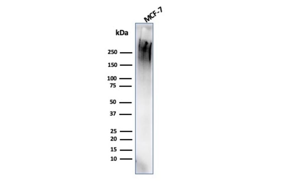 Western Blot - Anti-MUC1 Antibody [rMUC1/4418] - BSA and Azide free (A252583) - Antibodies.com