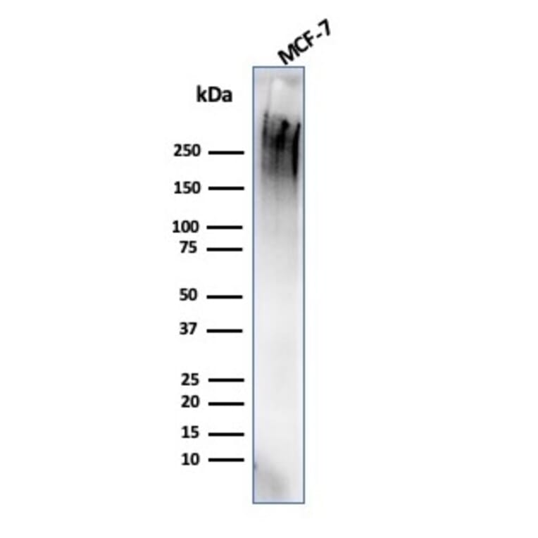 Western Blot - Anti-MUC1 Antibody [rMUC1/4418] - BSA and Azide free (A252583) - Antibodies.com