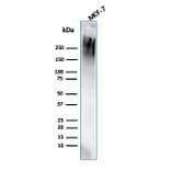 Western Blot - Anti-MUC1 Antibody [rMUC1/4418] - BSA and Azide free (A252583) - Antibodies.com