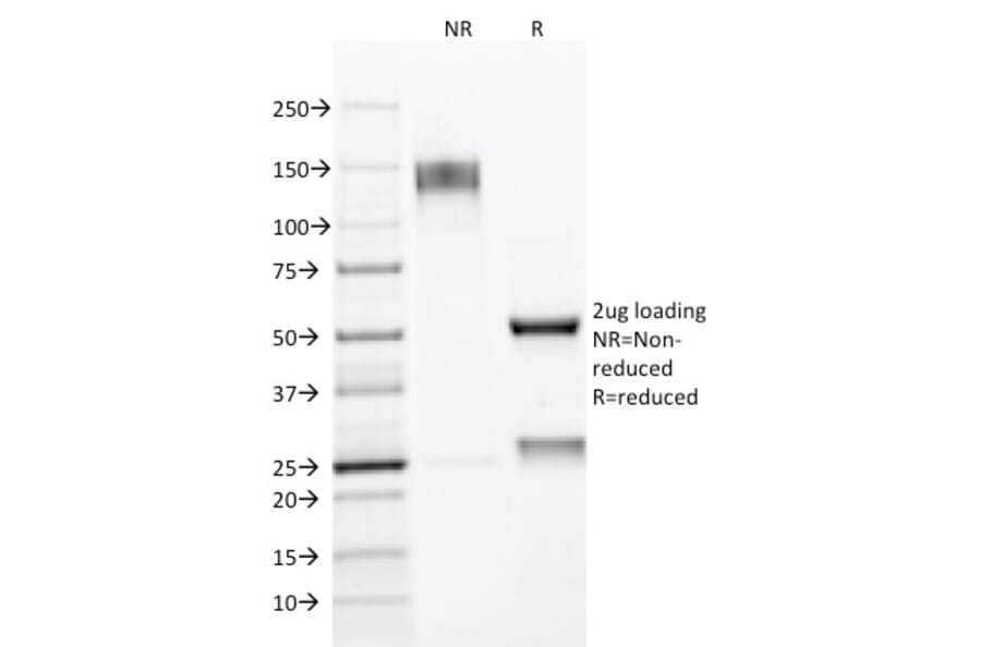 SDS-PAGE - Anti-MUC1 Antibody [E29] - BSA and Azide free (A252584) - Antibodies.com