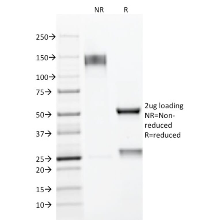 SDS-PAGE - Anti-MUC1 Antibody [E29] - BSA and Azide free (A252584) - Antibodies.com