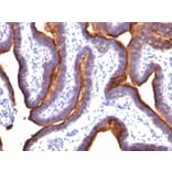Immunohistochemistry - Anti-MUC1 Antibody [MUC1/845] - BSA and Azide free (A252587) - Antibodies.com