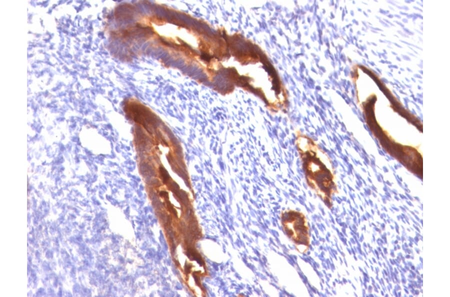 Immunohistochemistry - Anti-MUC1 Antibody [MUC1/845] - BSA and Azide free (A252587) - Antibodies.com