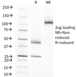 SDS-PAGE - Anti-MUC1 Antibody [MUC1/845] - BSA and Azide free (A252587) - Antibodies.com