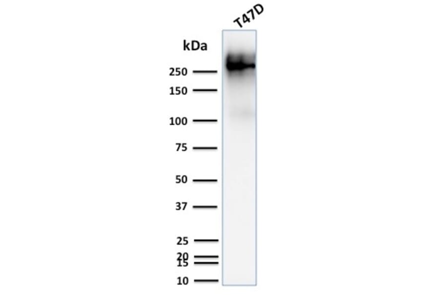 Western Blot - Anti-MUC1 Antibody [139H2] - BSA and Azide free (A252588) - Antibodies.com