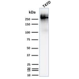 Western Blot - Anti-MUC1 Antibody [139H2] - BSA and Azide free (A252588) - Antibodies.com