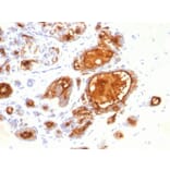 Immunohistochemistry - Anti-MUC1 Antibody [115D8] - BSA and Azide free (A252590) - Antibodies.com