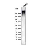 Western Blot - Anti-MUC1 Antibody [MUC1/1887R] - BSA and Azide free (A252592) - Antibodies.com