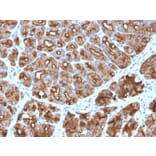 Immunohistochemistry - Anti-MUC1 Antibody [MUC1/2818R] - BSA and Azide free (A252595) - Antibodies.com