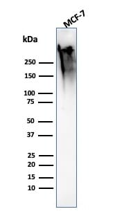 Anti-MUC1 Antibody [MUC1/2818R] - BSA and Azide free