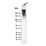 Western Blot - Anti-MUC1 Antibody [MUC1/2818R] - BSA and Azide free (A252595) - Antibodies.com
