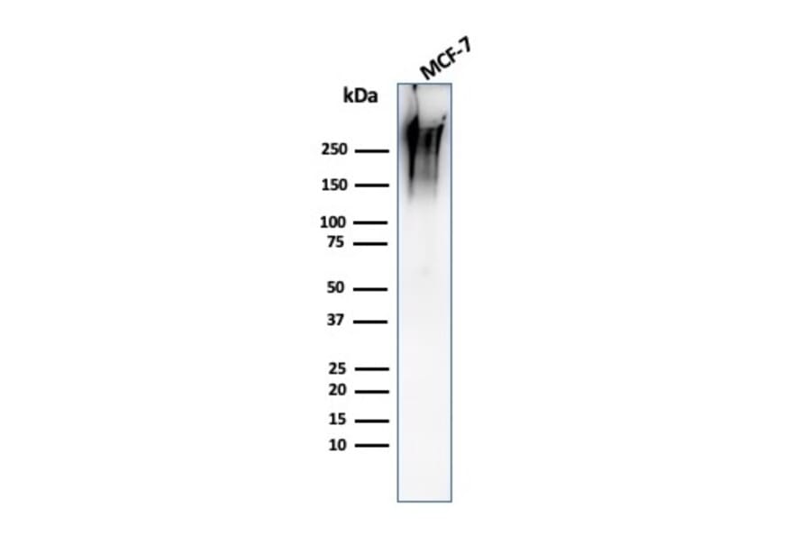 Western Blot - Anti-MUC1 Antibody [MUC1/2980R] - BSA and Azide free (A249416) - Antibodies.com