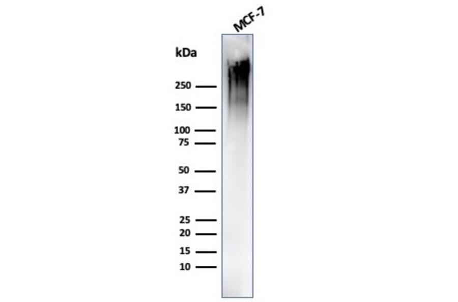 Western Blot - Anti-MUC1 Antibody [MUC1/4416R] - BSA and Azide free (A252597) - Antibodies.com