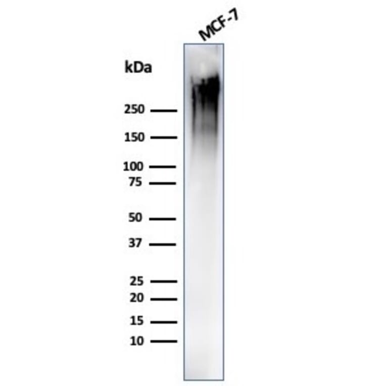 Western Blot - Anti-MUC1 Antibody [MUC1/4416R] - BSA and Azide free (A252597) - Antibodies.com