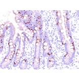 Immunohistochemistry - Anti-MUC2 Antibody [CCP58] - BSA and Azide free (A252598) - Antibodies.com