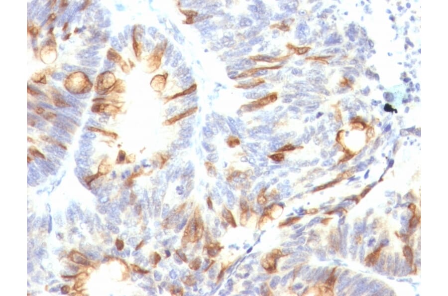 Immunohistochemistry - Anti-MUC2 Antibody [CCP58] - BSA and Azide free (A252597) - Antibodies.com