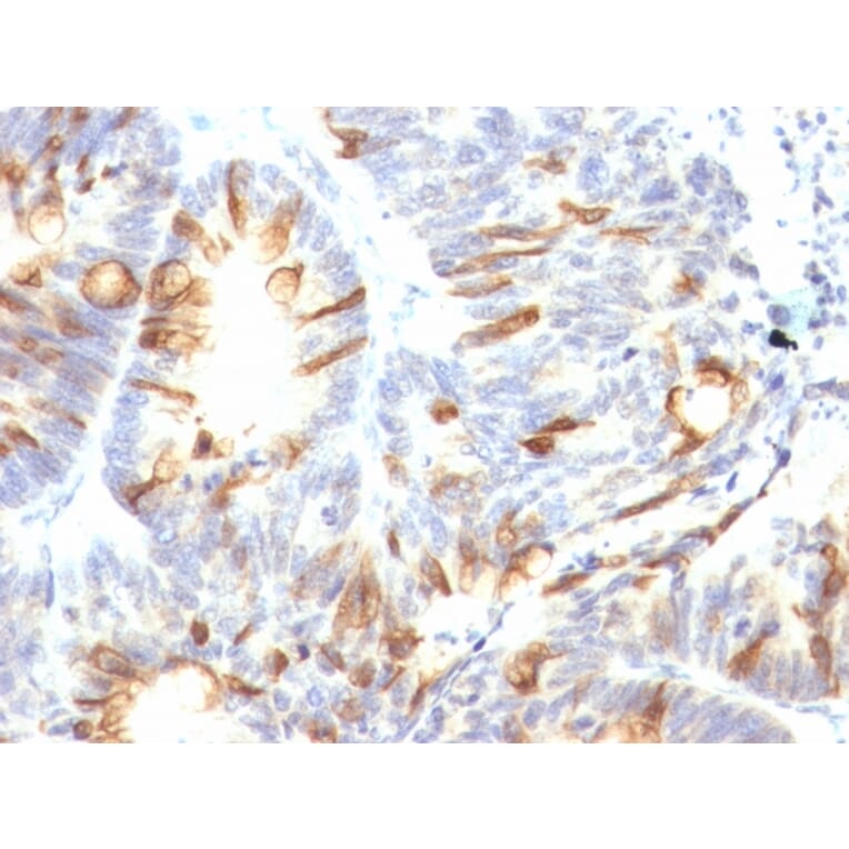 Immunohistochemistry - Anti-MUC2 Antibody [CCP58] - BSA and Azide free (A252597) - Antibodies.com