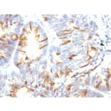 Immunohistochemistry - Anti-MUC2 Antibody [CCP58] - BSA and Azide free (A252597) - Antibodies.com