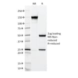 SDS-PAGE - Anti-MUC2 Antibody [CCP58] - BSA and Azide free (A252598) - Antibodies.com