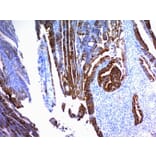 Immunohistochemistry - Anti-MUC2 Antibody [SPM296] - BSA and Azide free (A252598) - Antibodies.com