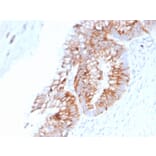 Immunohistochemistry - Anti-MUC2 Antibody [SPM513] - BSA and Azide free (A252599) - Antibodies.com