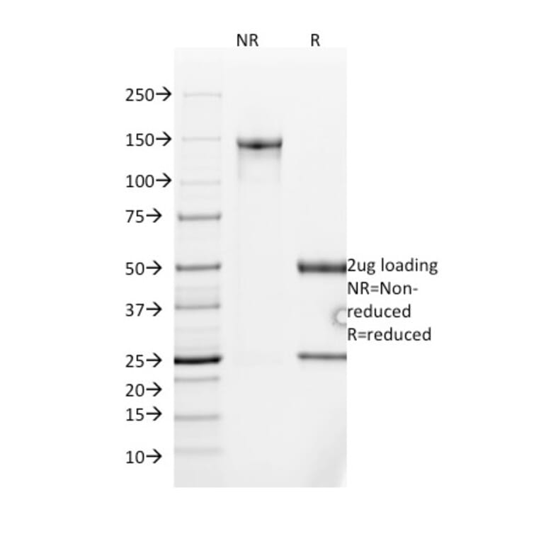 SDS-PAGE - Anti-MUC2 Antibody [SPM513] - BSA and Azide free (A252600) - Antibodies.com