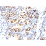 Immunohistochemistry - Anti-MUC2 Antibody [MLP/842] - BSA and Azide free (A252601) - Antibodies.com