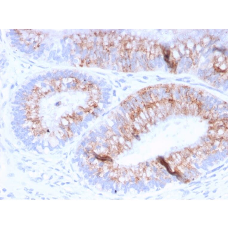 Immunohistochemistry - Anti-MUC2 Antibody [MLP/842] - BSA and Azide free (A252600) - Antibodies.com